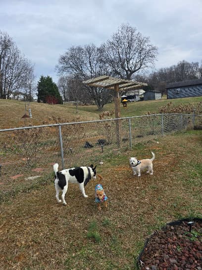 Photo of Greeneville-Greene County Humane Society