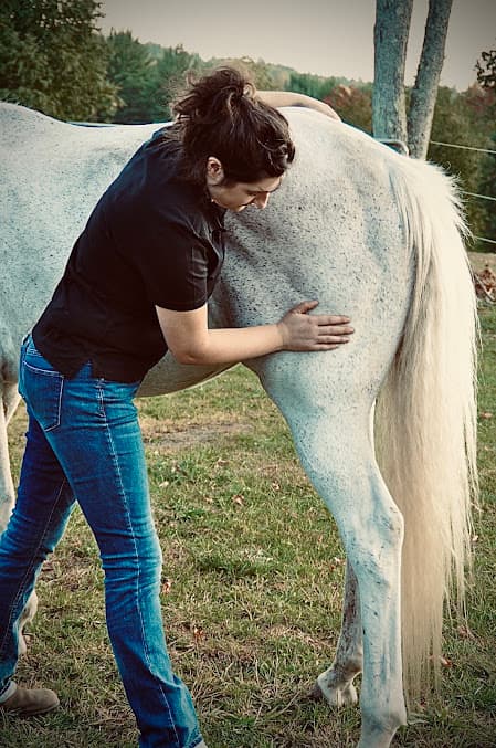 Photo of Evolution Massage for Equines