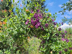 Photo of Yampa River Botanic Park