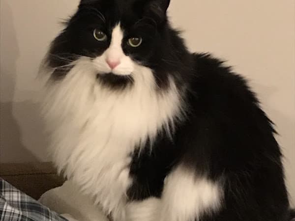 Photo of The Peaceful Groomer