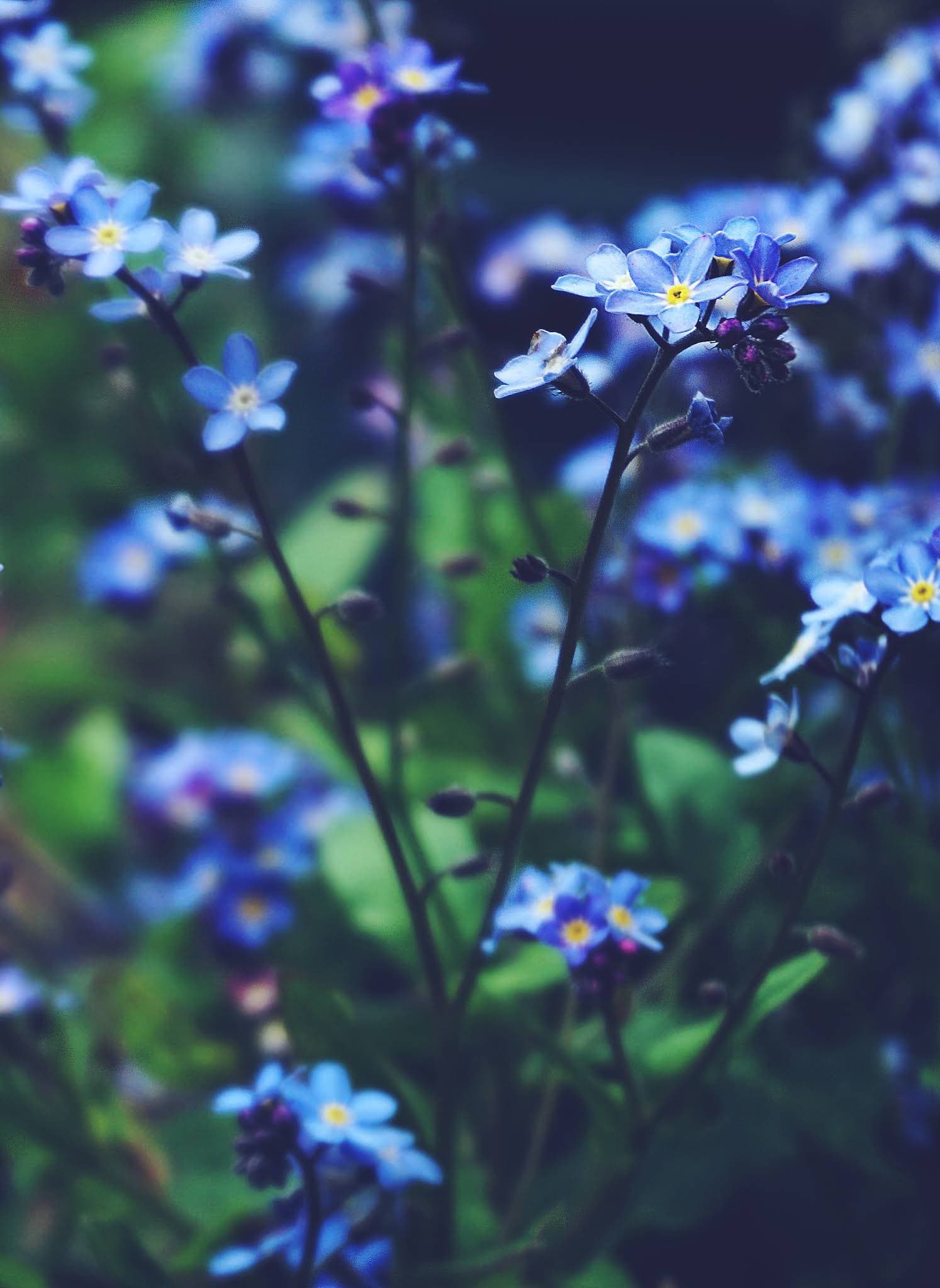 Photo of wildflower massage