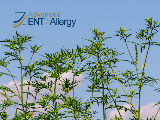 Advanced ENT & Allergy -Shelbyville
