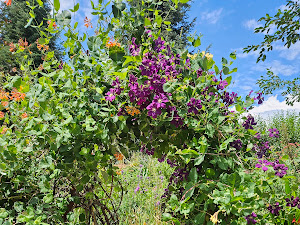 Yampa River Botanic Park